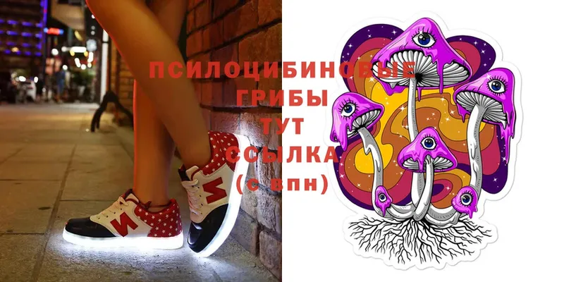 Псилоцибиновые грибы Cubensis  Бирюсинск 